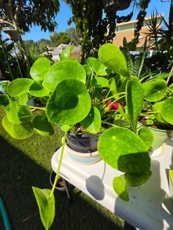 Plant in 7" Pot
