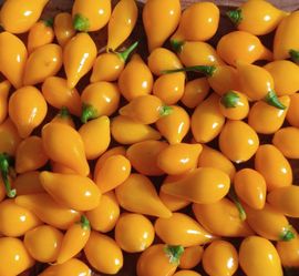 Large Organic Yellow Biquinho Chili Pepper Plants!  2026 SEASON EARLY RELEASE! AVAILABLE NOW!