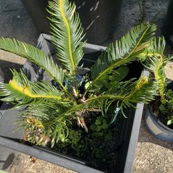 Sago palm