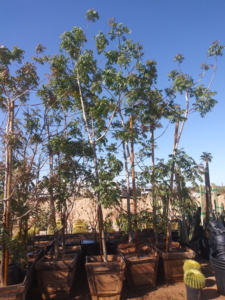 Red push pistachio tree for Sale in Wittmann, AZ OfferUp