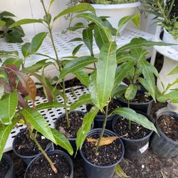 Mango Trees For Sale