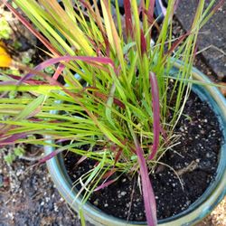 Combination ornament grass wt  Pot 