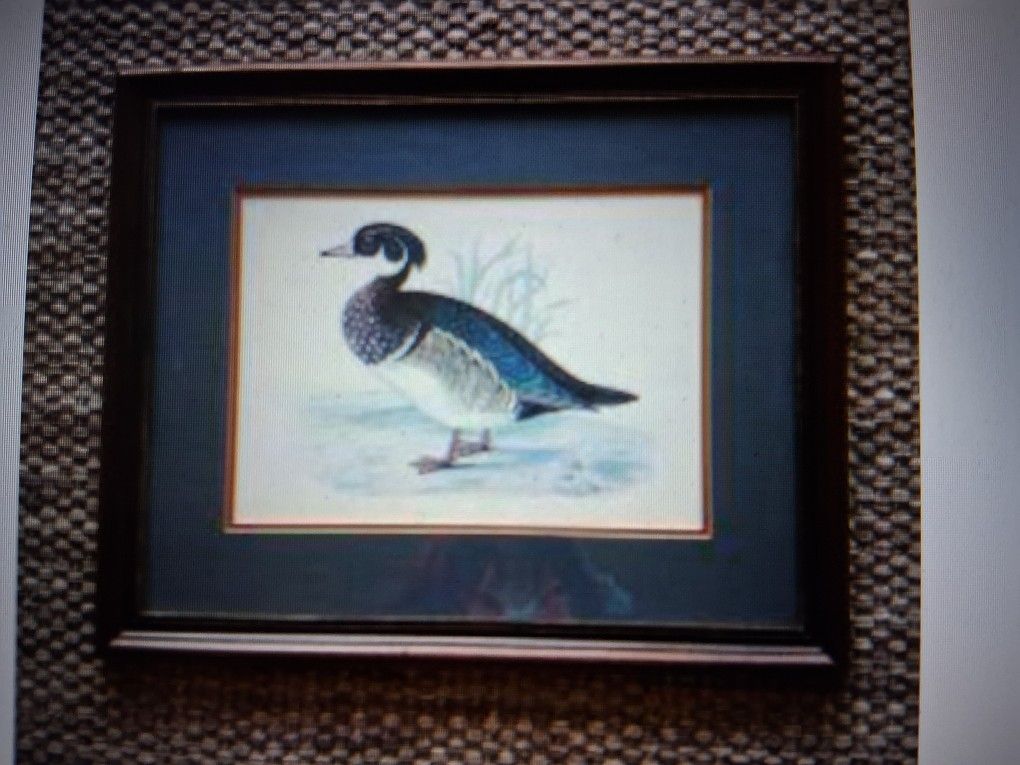 MALLARD DUCK 23" X 19" PICTURE/PRINT IN CUSTOM FRAME