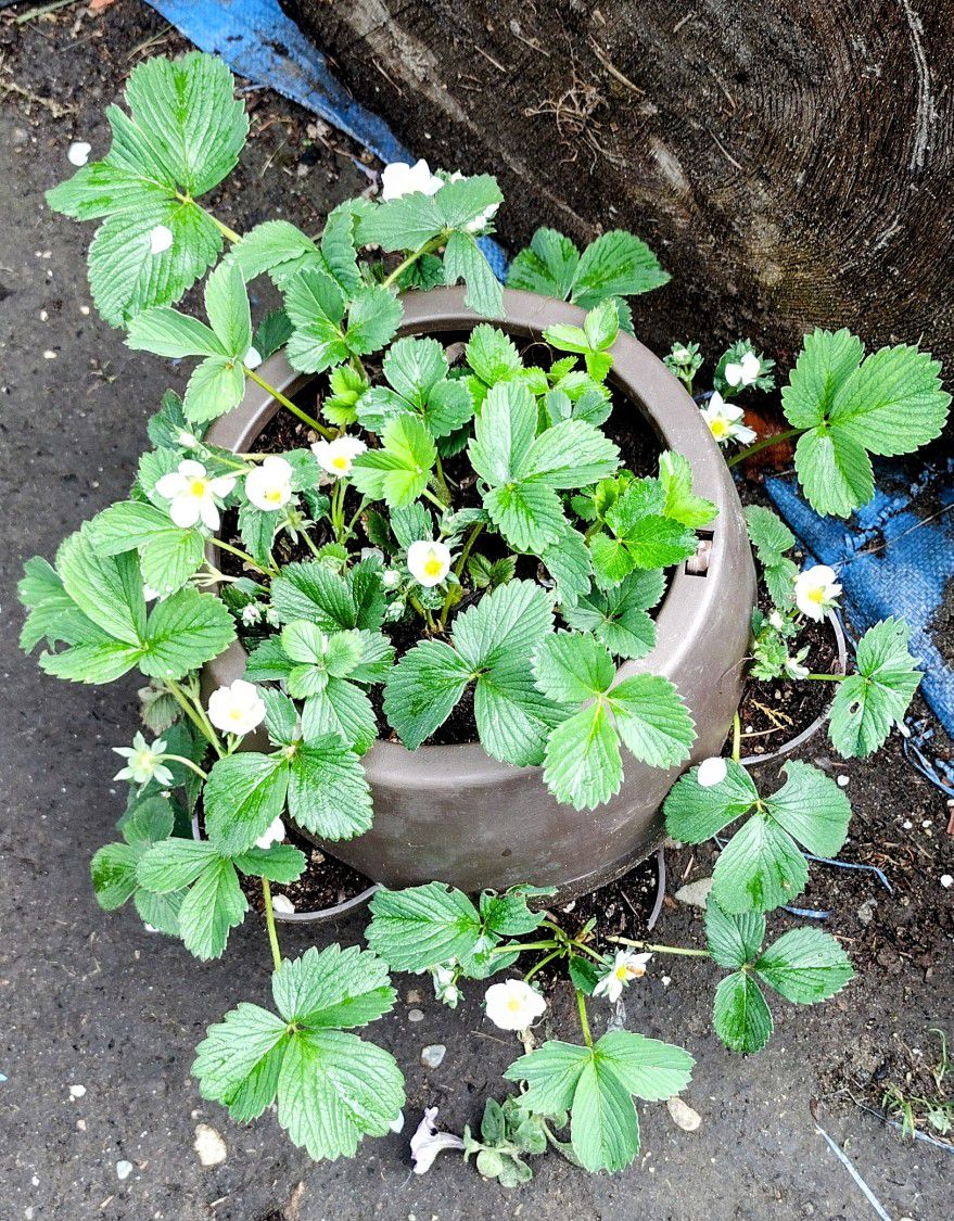 Loaded Strawberry Pot Is Bursting With Flowers 