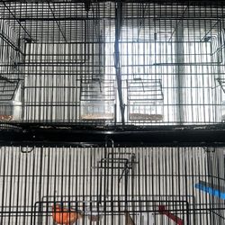 Canary Bird Cage 