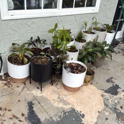 16 Indoor Plants With Planters ( Must Take All) 