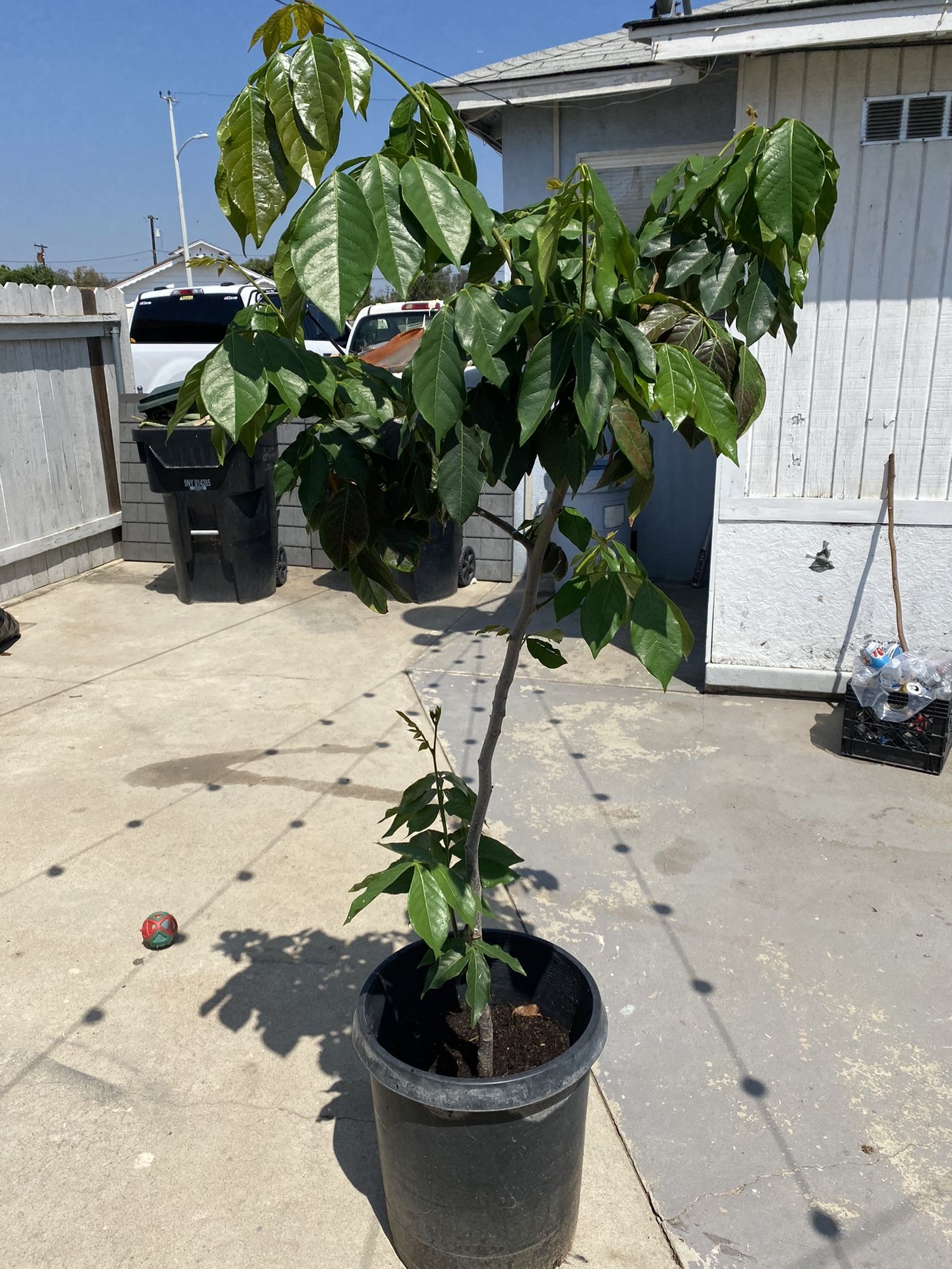 Paterna Tree 4 Years Old (centro America Fruit Tree )
