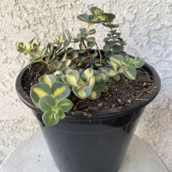 1.5 Gallon Pot Succulent Plant - Sedum Siebold’s Variegated - Hylotelephium Sieboldii - Rooted & Established Plant - Drought Resistant 🪴