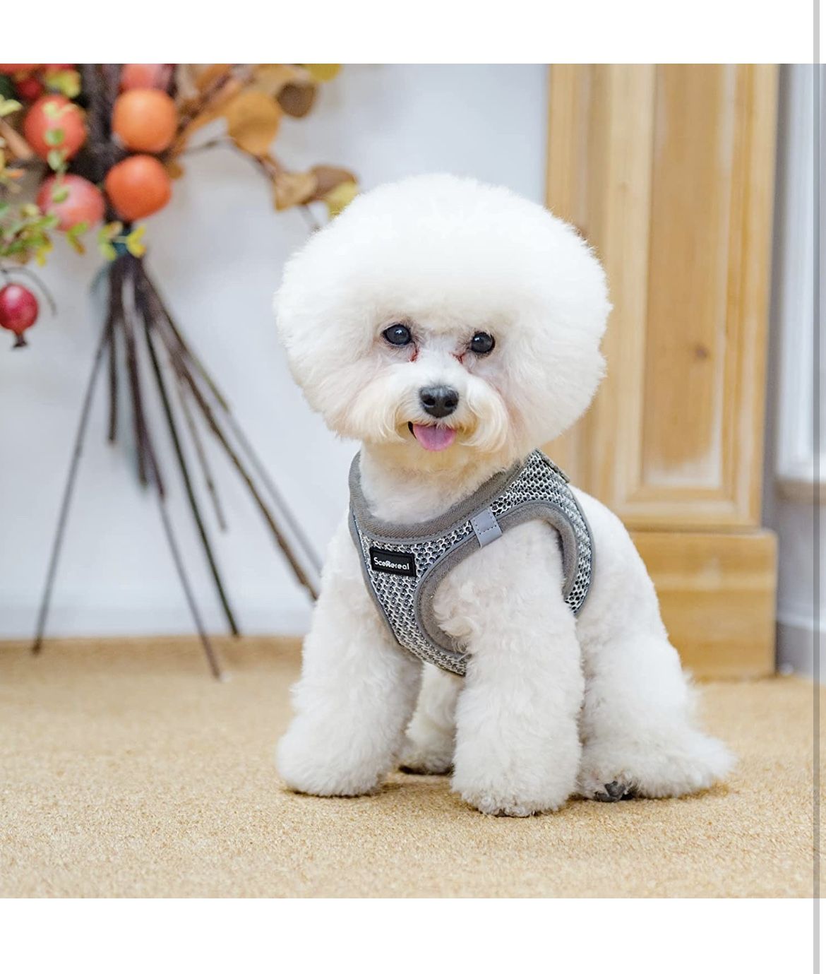 Step-in Dog Harness with Leash Collar Set - Reflective Dog Harnesses by Breathable Mesh Soft Padded Escape Proof Small Dog Vest Harness for Small Pupp