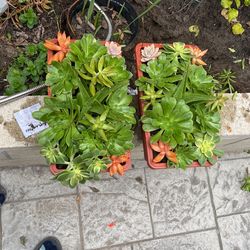 Succulent Plant