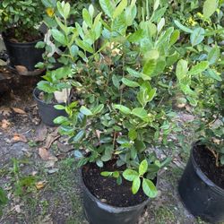 Guava Pineapple Plant