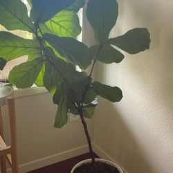 Fiddle Fig Plant