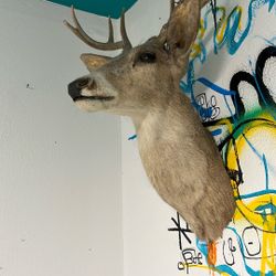 Taxidermy Deer Head 