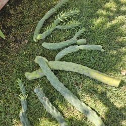 Fresh Cut Cactus $ 10 For All 