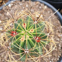 Barrel Cactus