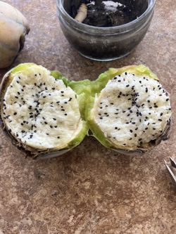 Peruvian Apple Cactus Seeds