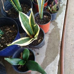 Lengua De Suegra En Galón 