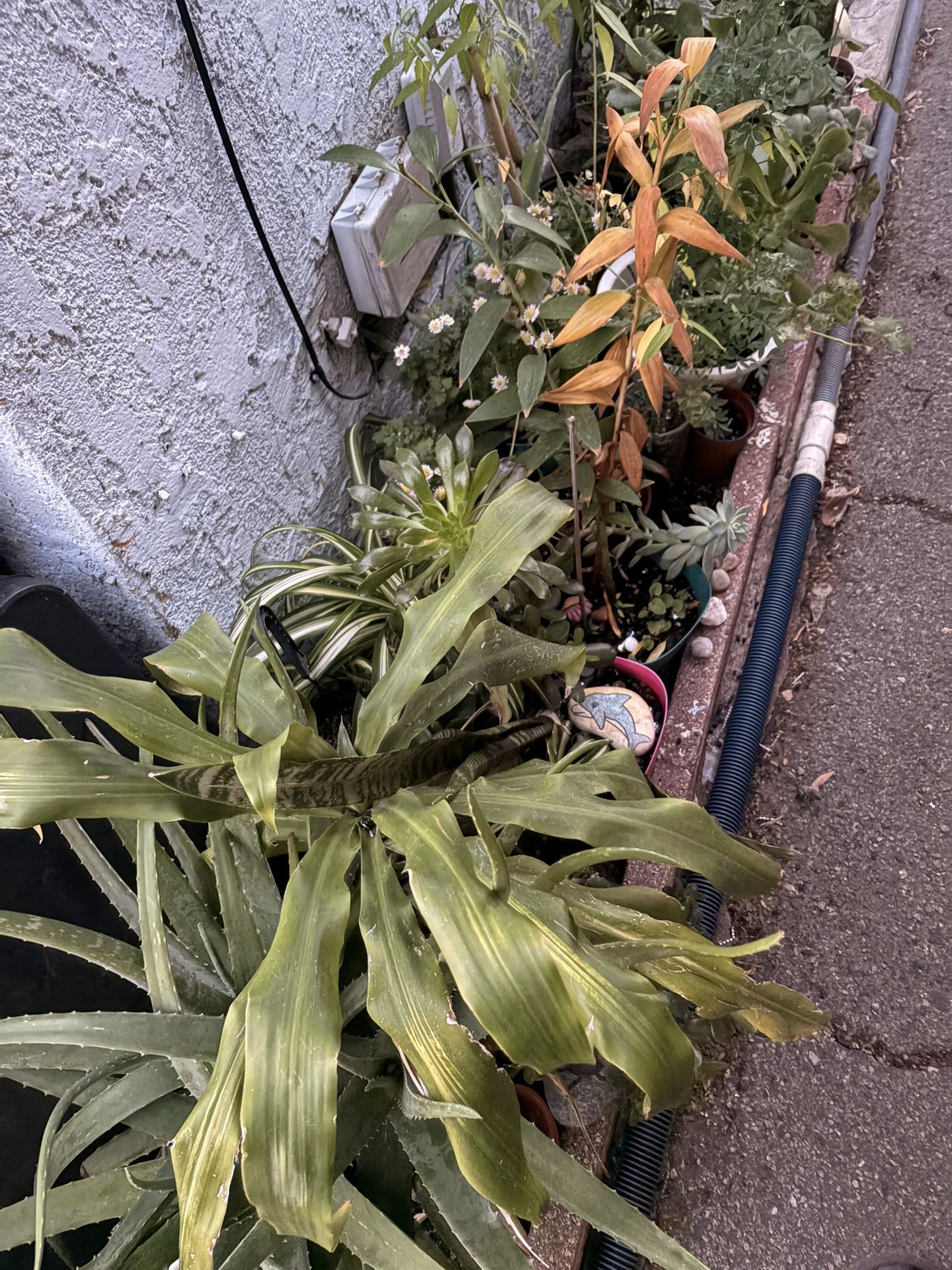 Plants for sale
