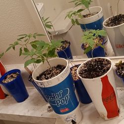 Grow Set Up 