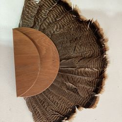 Turkey Tail Feathers