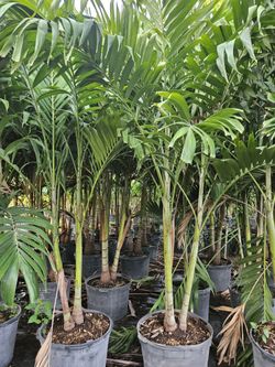 Christmas palms over 8 feet tall Instant privacy Hedge and decoration