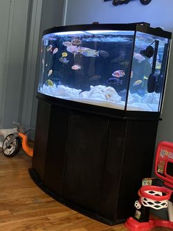 72 Gallon Bowfront Fish Tank 450