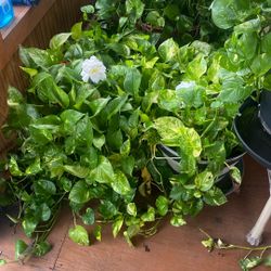 Ivory's Plants 
