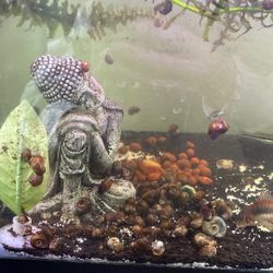 Dwarf/miniature Ramshorn Live Freshwater Snails 