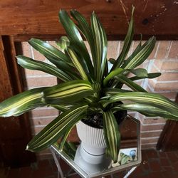 variegated snake plant