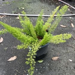 Foxtail Fern Bush