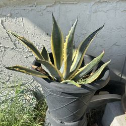 Agave Plant