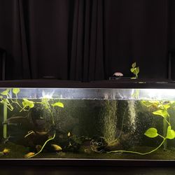 Fish Tank