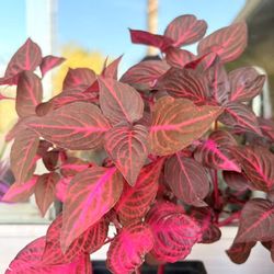 Huge Plant Sale Succulents And Other Color Plants
