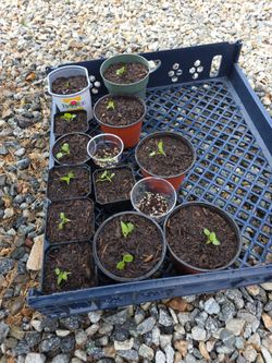 BLACK Hollyhock babies pick up only