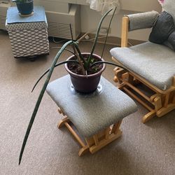 African Spear Plant 