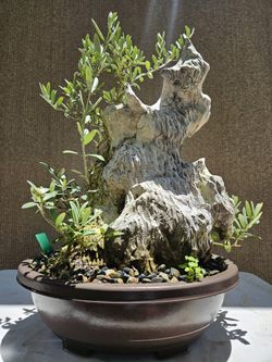 Old European Olive Bonsai Tree
