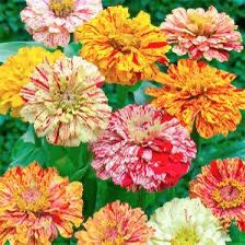 Mixed Vibrant Colors Candycane Zinnia Seeds. Beautiful Giant Double Color Blooms.