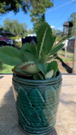 Mother of millions succulent plant