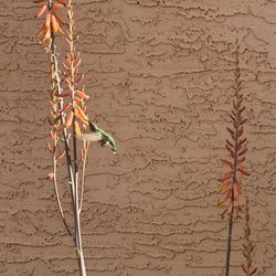 Aloe Vera plants with flowers
