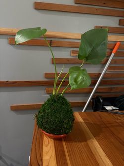 Monstera Kokedama Moss Ball Plant
