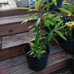 Java PLum/Jamoon Plant