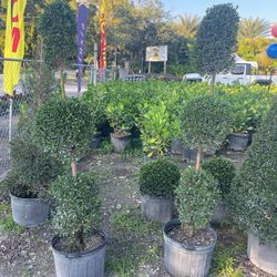 3 Ball SHAPE EUGENIA TOPIARY $55.00 🏡