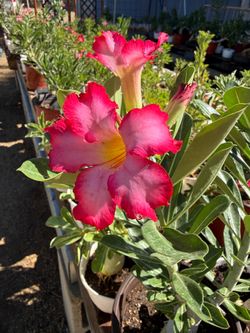 Desert Rose
