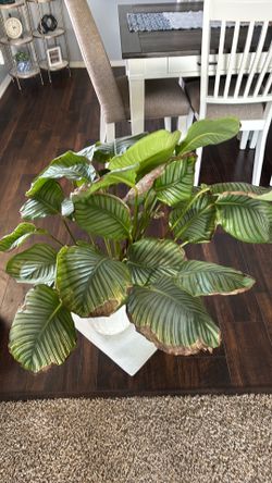 Indoor plant