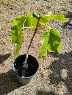 Fig Tree ( Craven Craving)