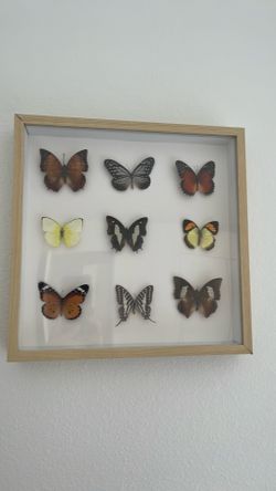 Butterfly art