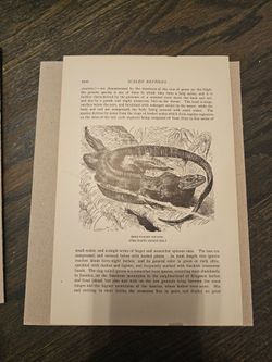 Antique textbook biology page about lizards