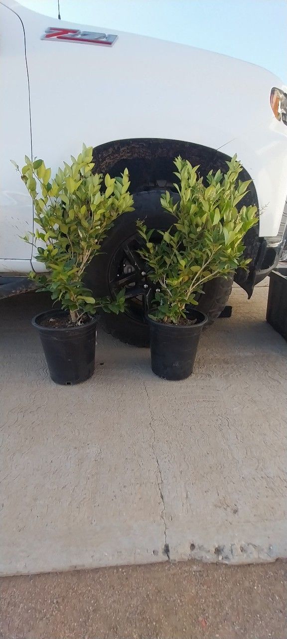 Ligustrum Waxleaf Plant