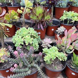 Variety Of Succulents Plants