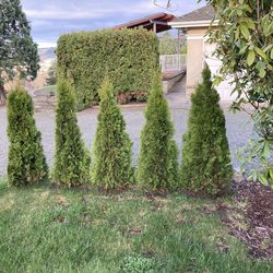 Free arborvitae